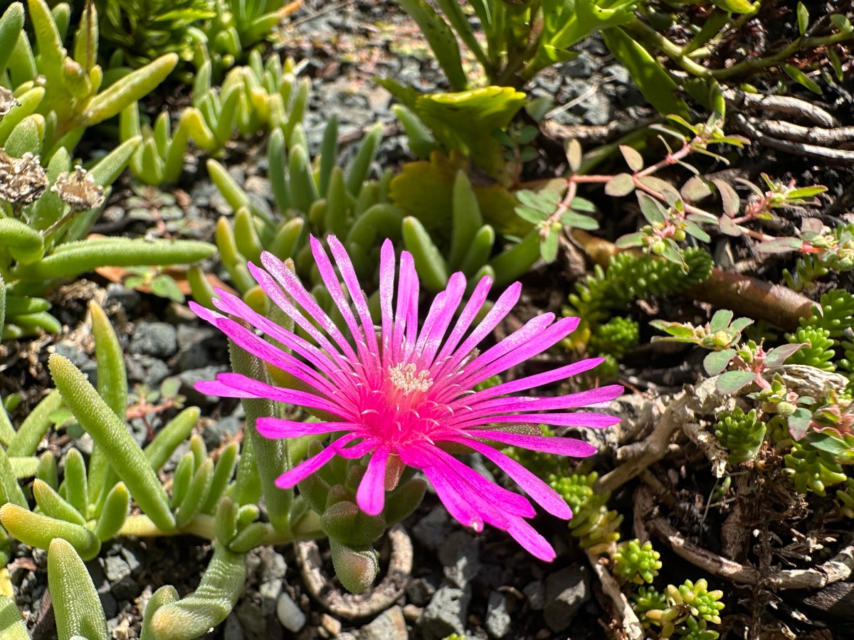 FOTD: Lampranthus spectabilis