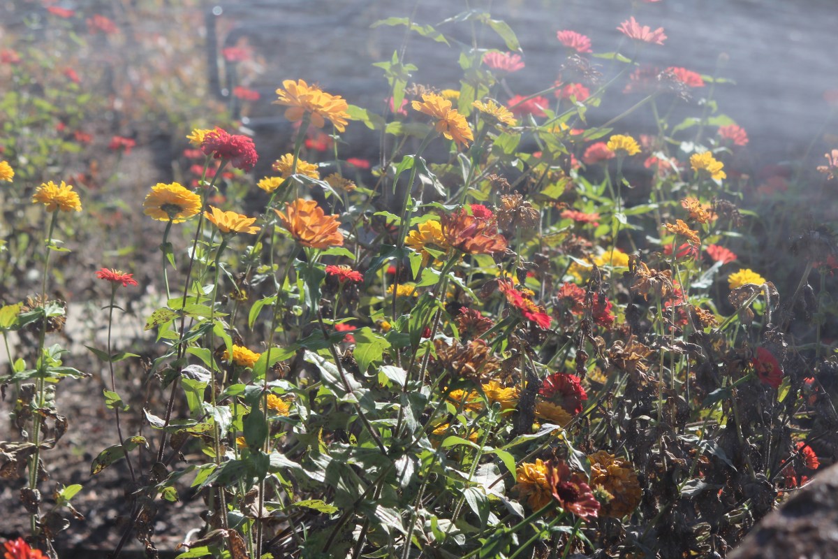 2023 FOTD: Splashing 💦&nbsp;Zinnias