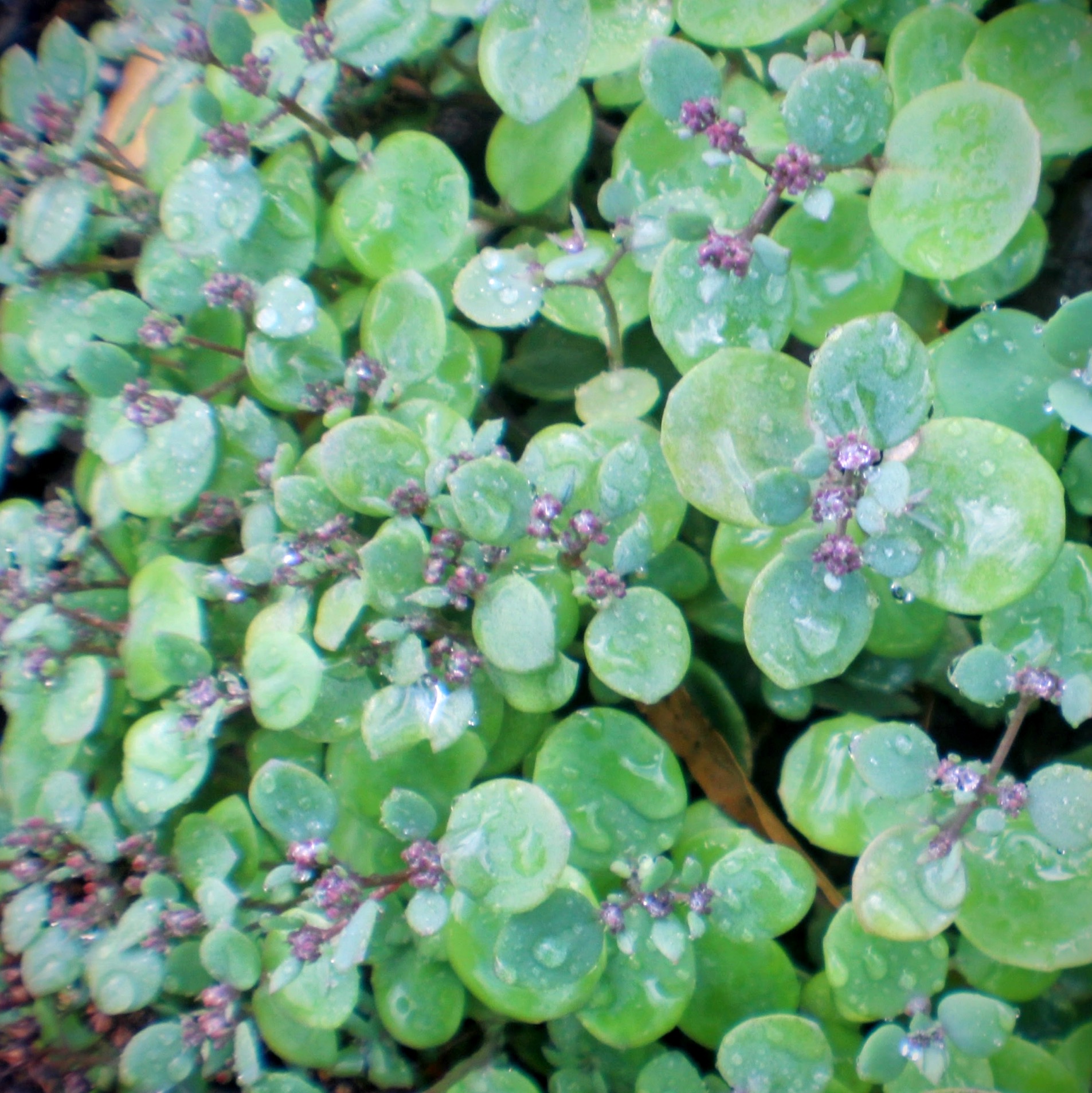 This image has an empty alt attribute; its file name is img_0222-copy.jpg