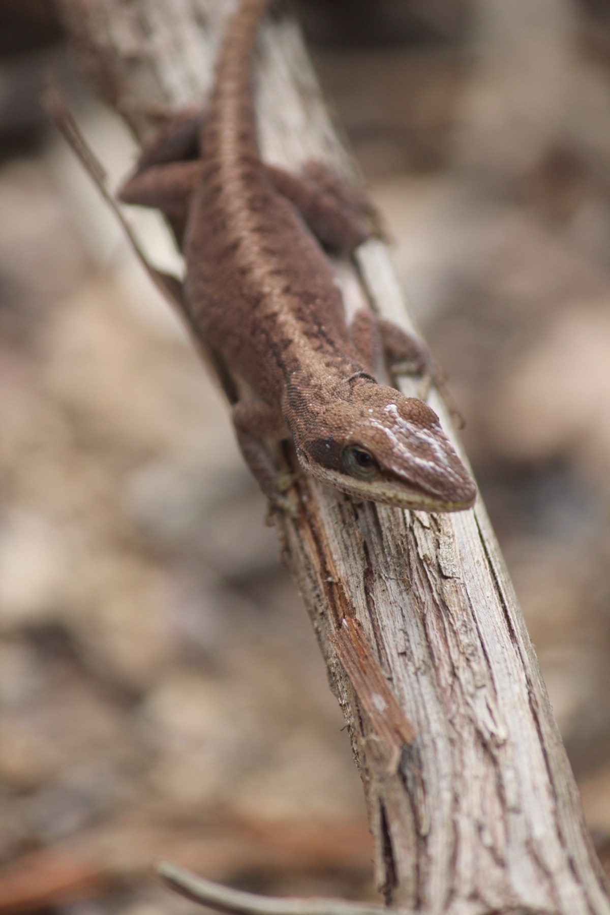 2024 CMMC: April – Cafe Latte&nbsp;Color