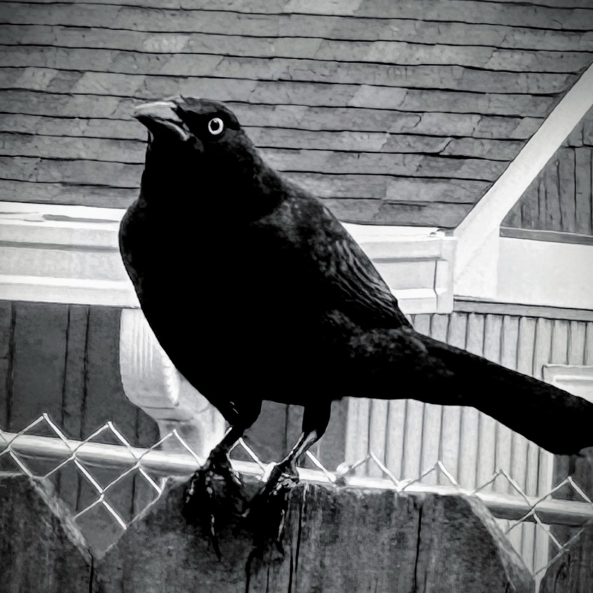 Birds of the Carolinas&nbsp;#6