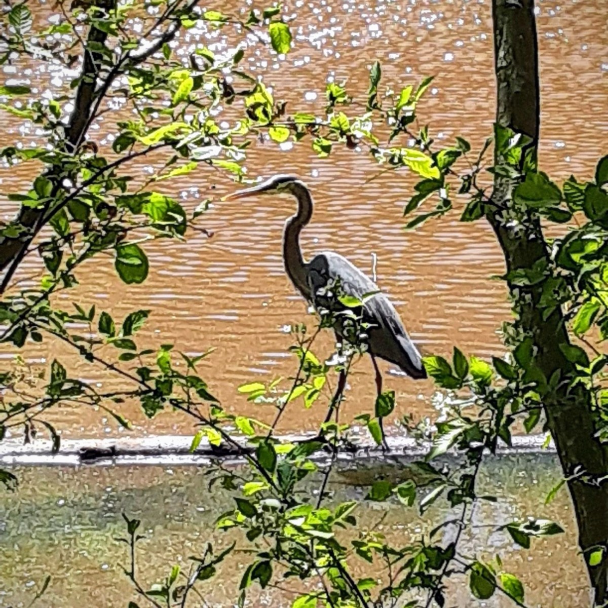 Birds of the Carolinas&nbsp;#5