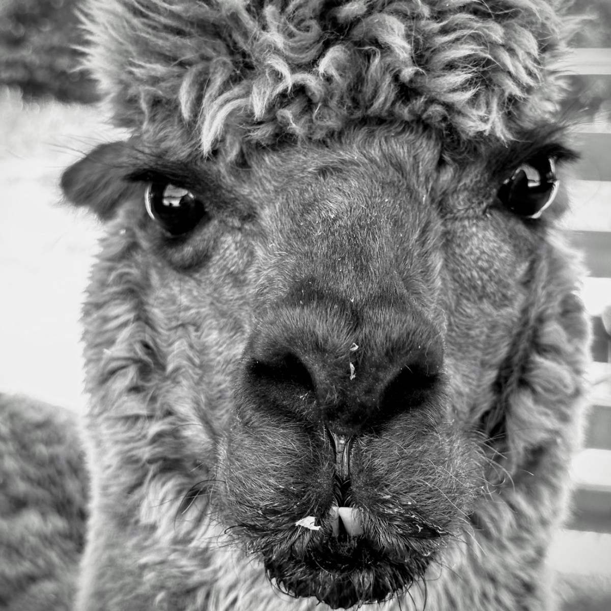 2024 Monday Portrait:&nbsp;05.20