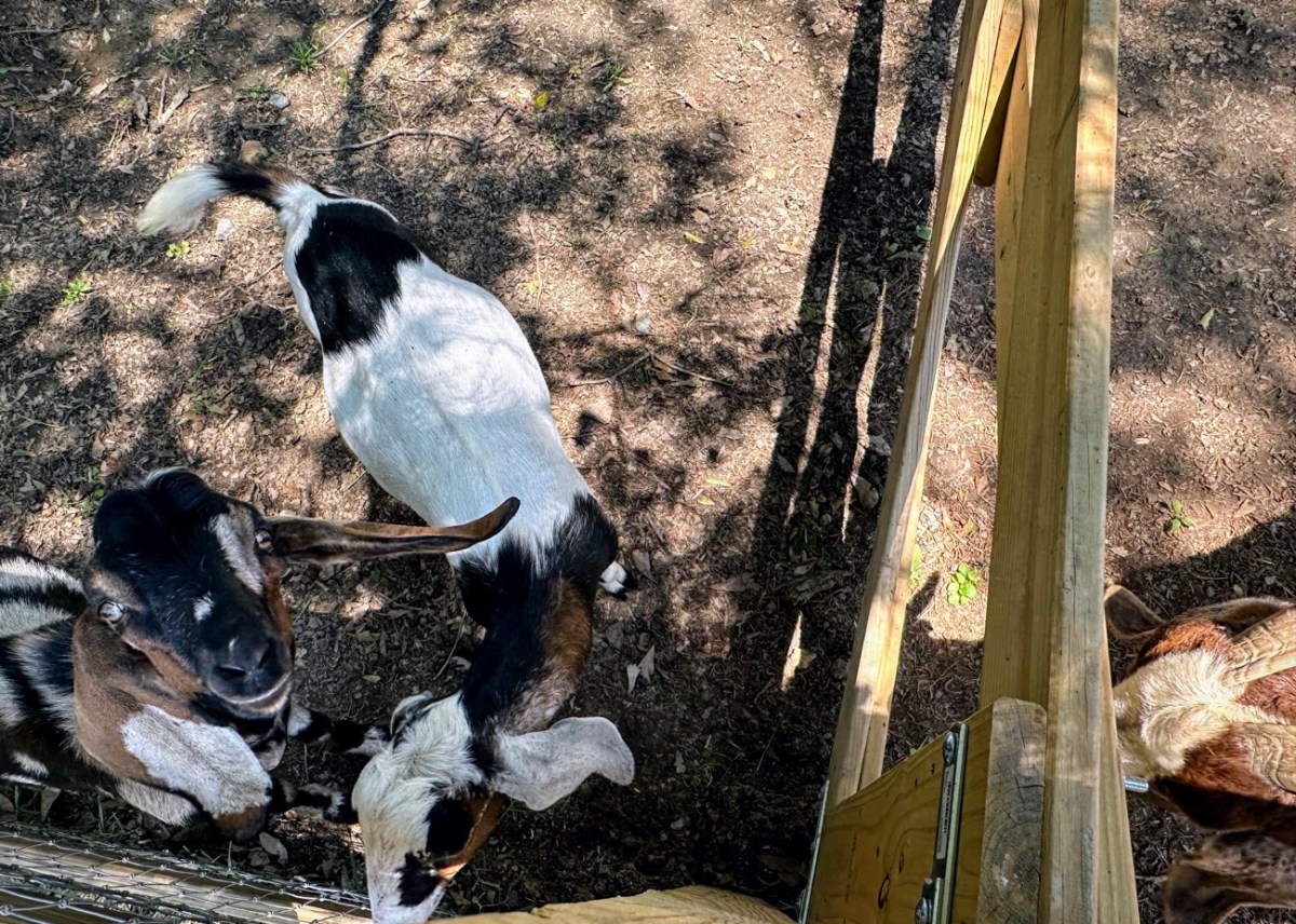 Don’t Be Greedy Goats — Share With Me&nbsp;…