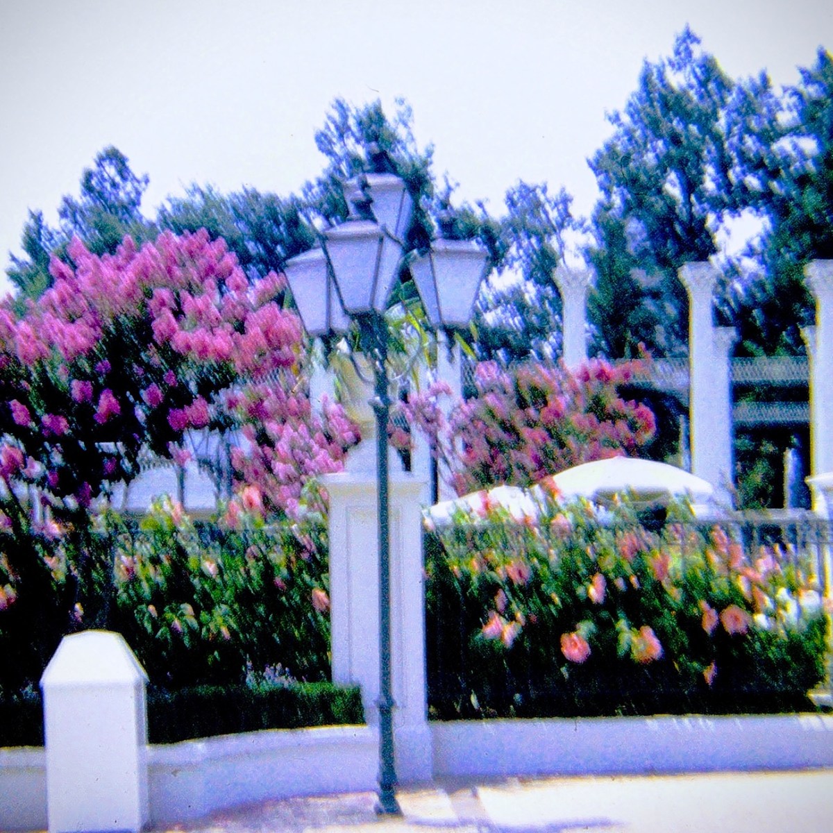 2024 FOTD: Castle Garden&nbsp;Flowers