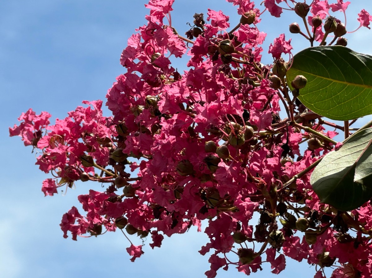 2024 Cell Pic Sunday:&nbsp;06.30