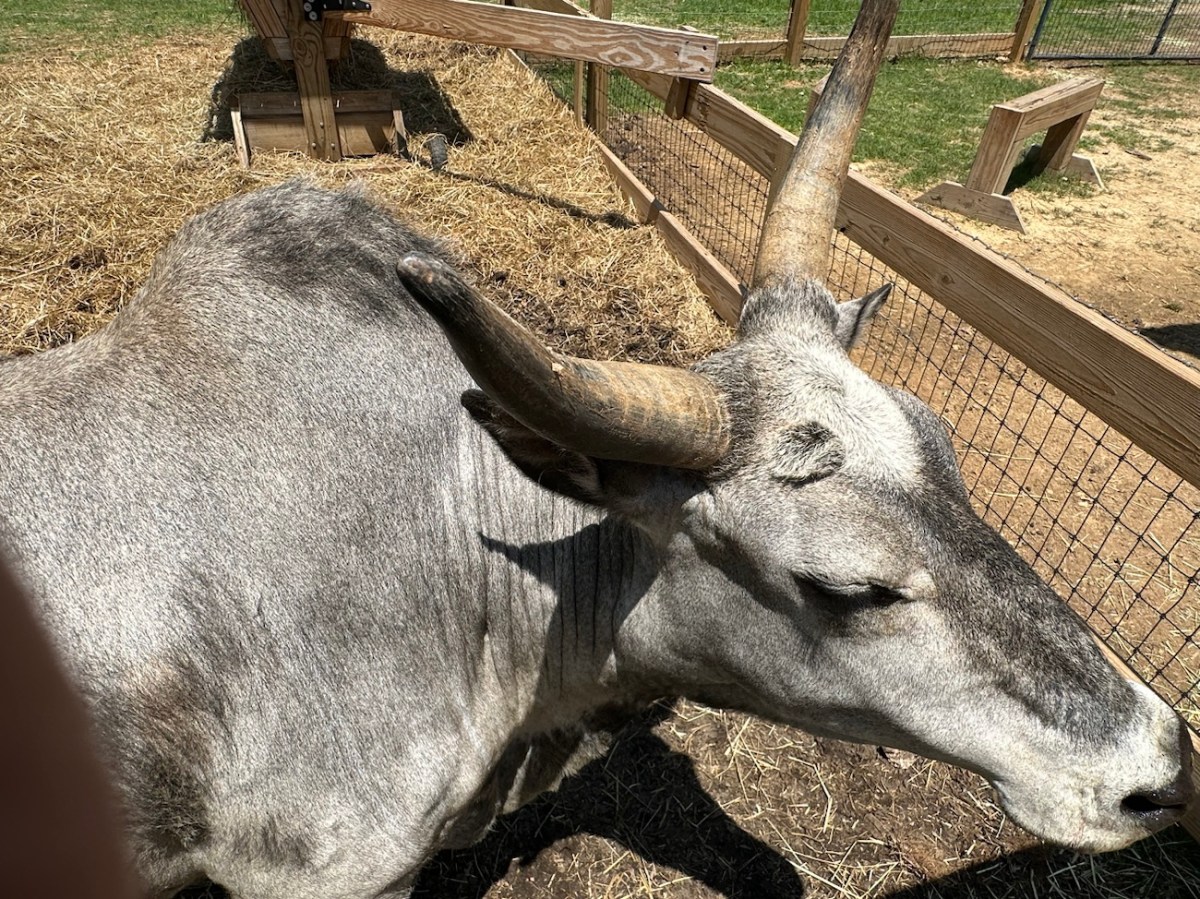 2024 Monday Portrait:&nbsp;06.03