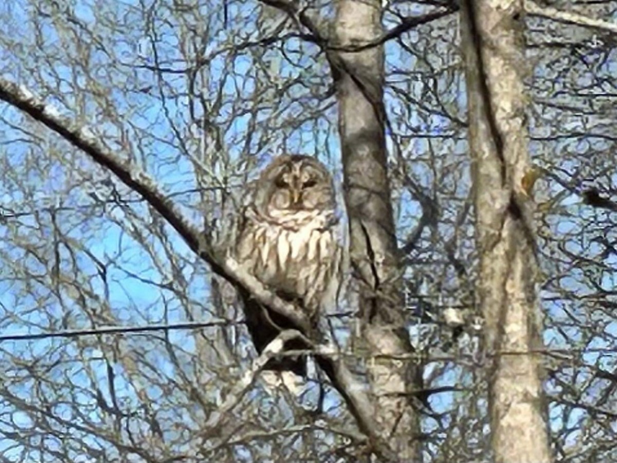 Birds of the Carolinas&nbsp;#10