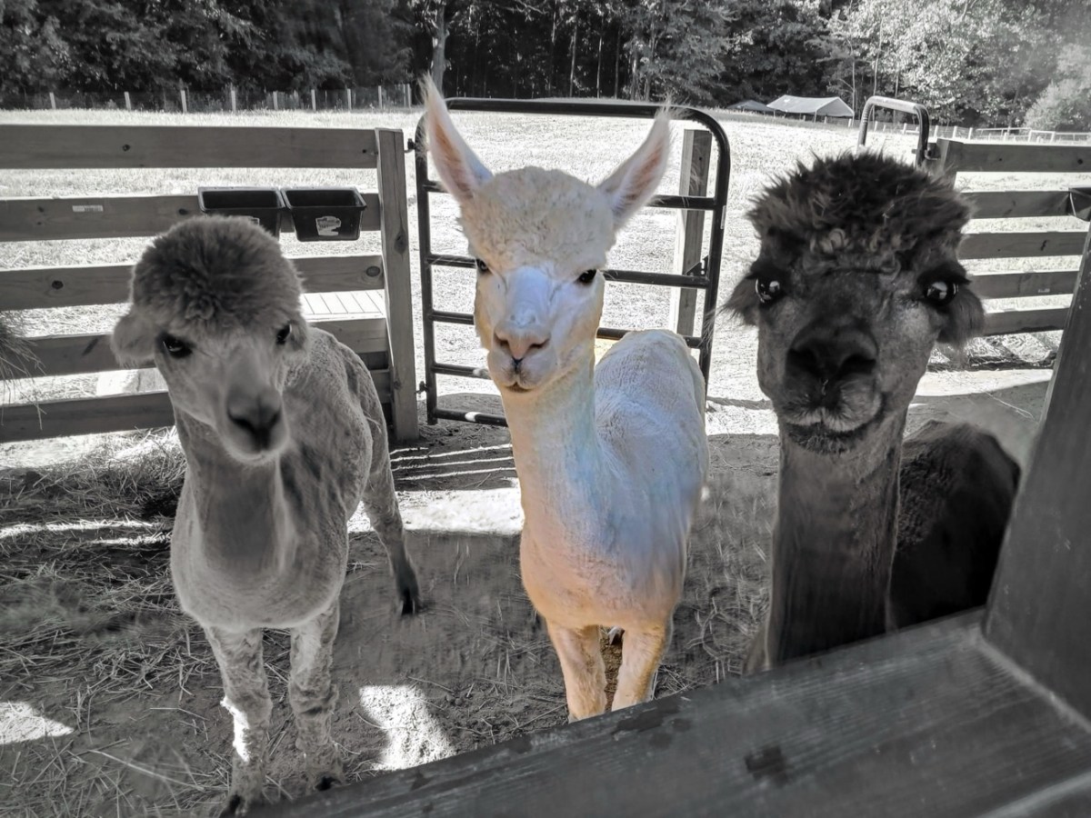 2024 Thursday Trios:&nbsp;07.18