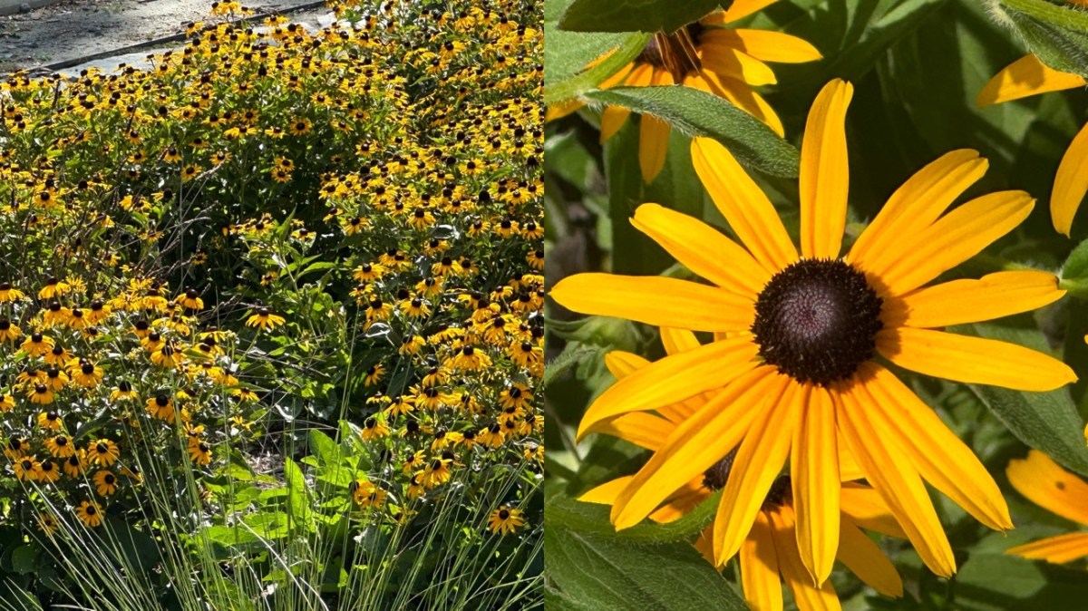 2024 Macro Monday: 07.29 — Rudbeckia&nbsp;hirta&nbsp;