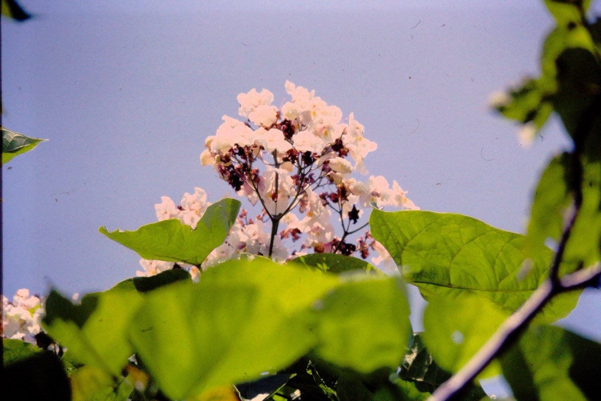 2024 Silent Sunday: 07.28&nbsp;—