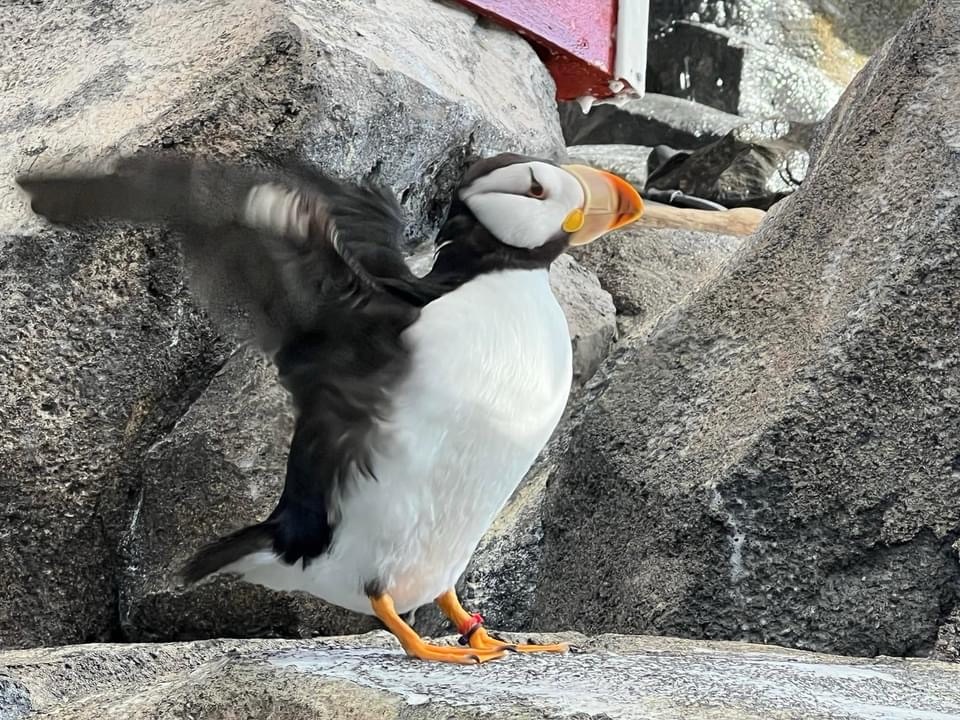 2024 Monday Portrait: 08.26 —&nbsp;Puffin