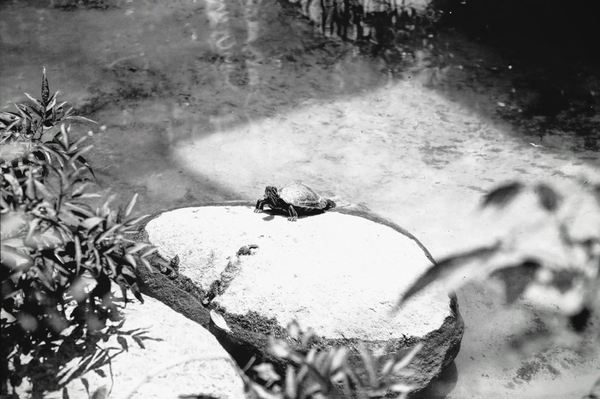 2024 Monochrome Madness #Turtle&nbsp;Sunbathing