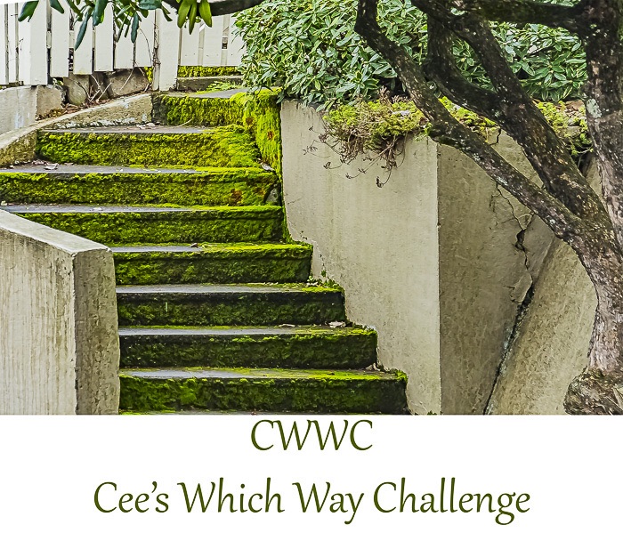 2024 CWWC: My Which Way — Any Paved Road with cars, people, and/or&nbsp;snow