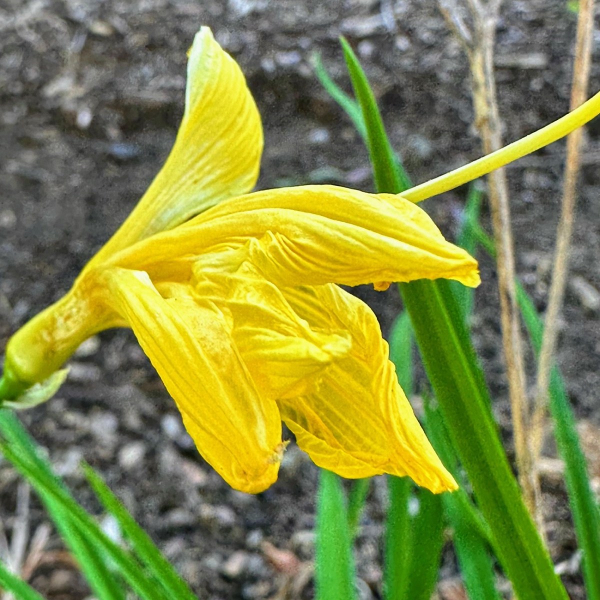 2024 Weekend FOTD: 09.07/.08 – #Seven (7) for September—Hemerocallis lilioasphodelus