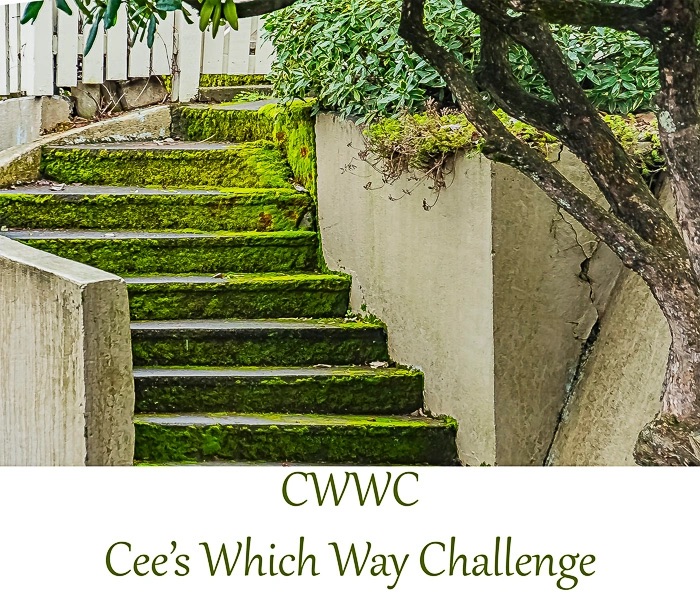 2025 Which Way Challenge (CWWC): Any Which Way with&nbsp;people