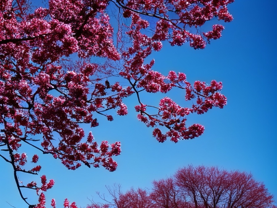 2025 Silent Sunday: March&nbsp;2