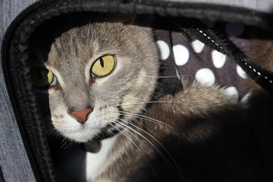 2025 Monday Portrait:&nbsp;03.03