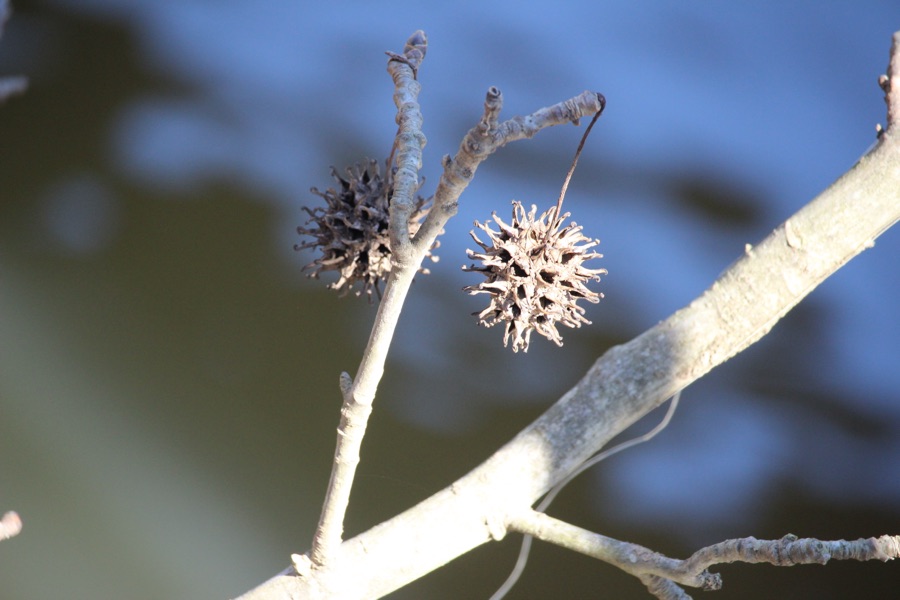 2025 Wordless Wednesday — March&nbsp;5