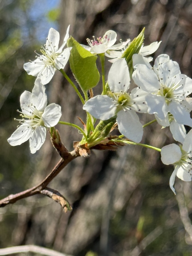 2025 Cee’s Flower of the Day: 19&nbsp;March