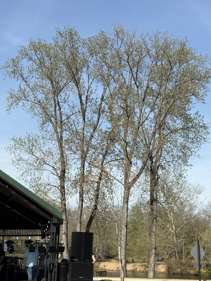 Sunday Trees —&nbsp;2025.30.03