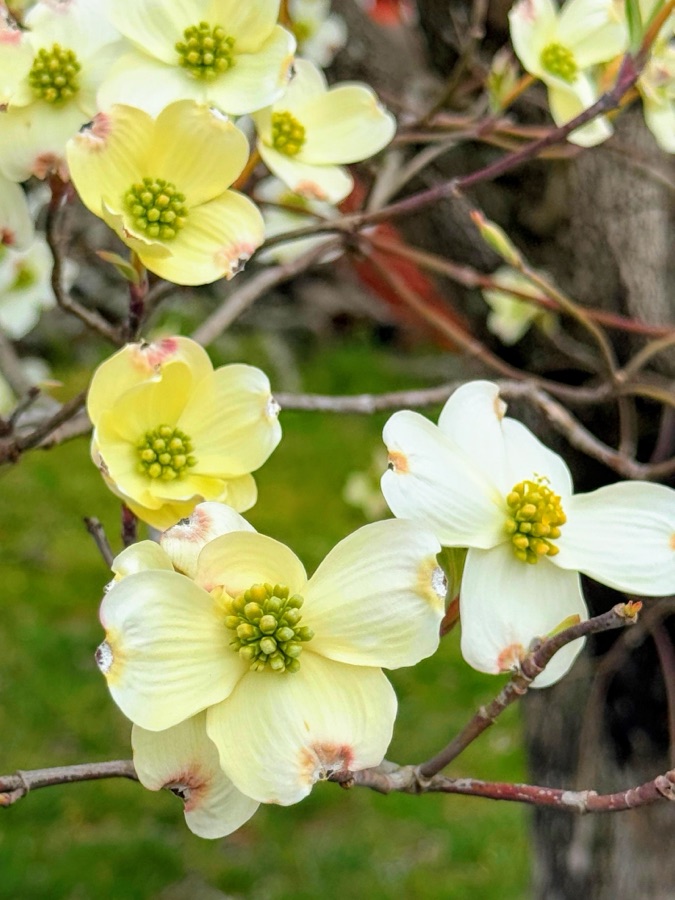 Sunday Trees — 2025 06&nbsp;April