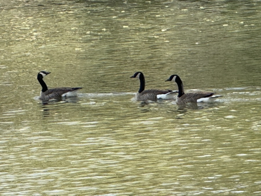 2025 Thursday Trios: 03&nbsp;April