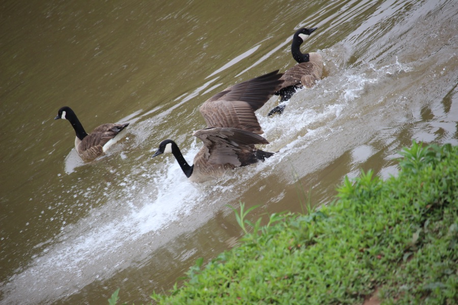 2025 Thursday Trios: 15&nbsp;May