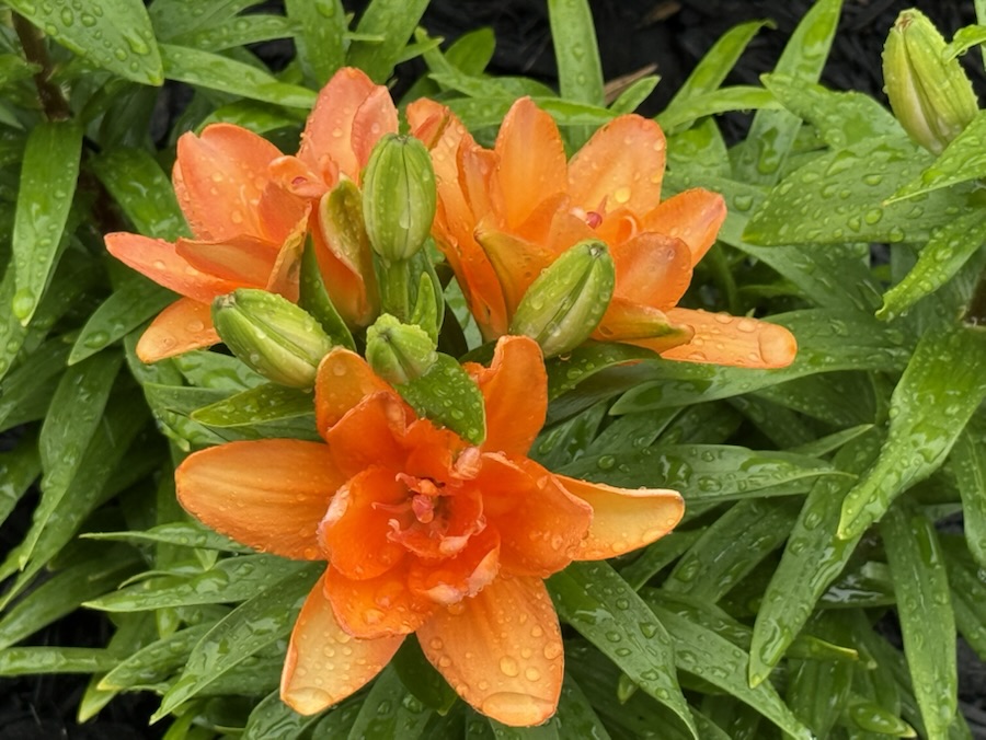 2025 Thursday Trios: 08&nbsp;May