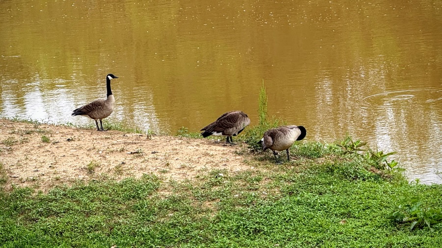 2025 Thursday Trios: 29&nbsp;May