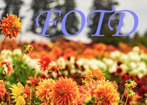 2025 Flower of the Day:&nbsp;22.08