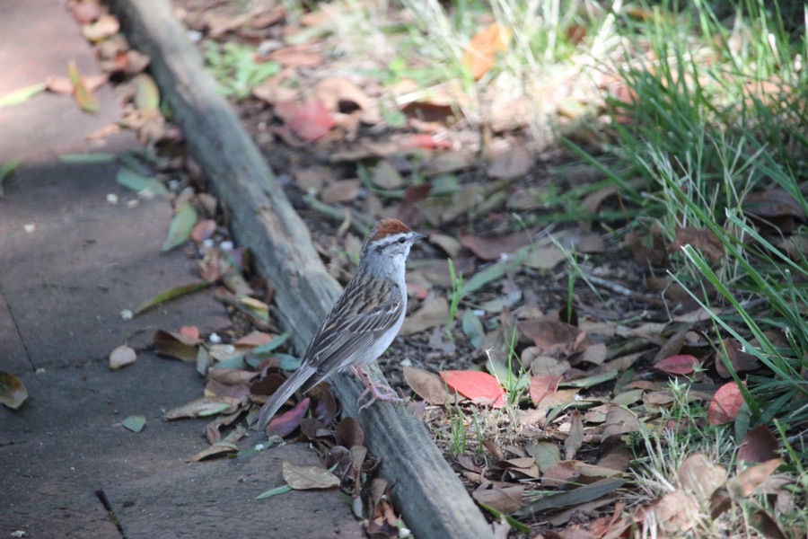 2025 Birds of the Carolinas/Birds of the Week&nbsp;CXXI