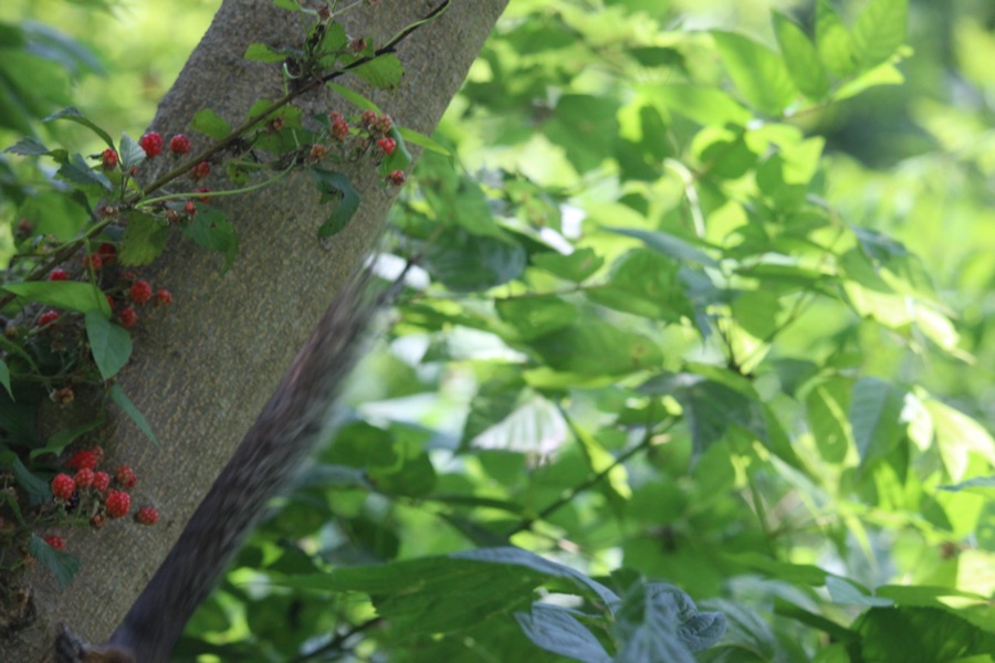 2025 Silent Sunday: 22&nbsp;June