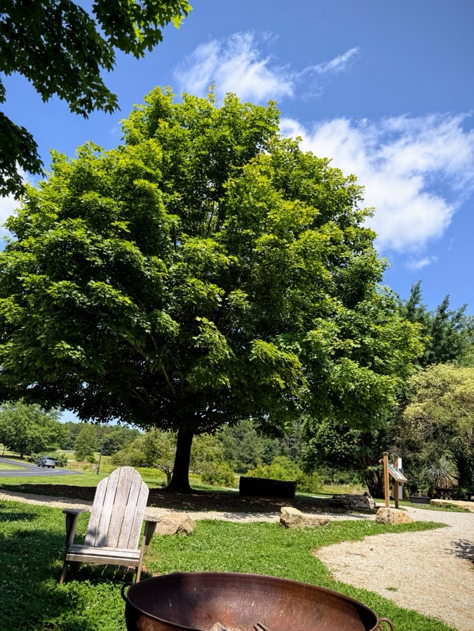 2025 Sunday Trees: 15&nbsp;June