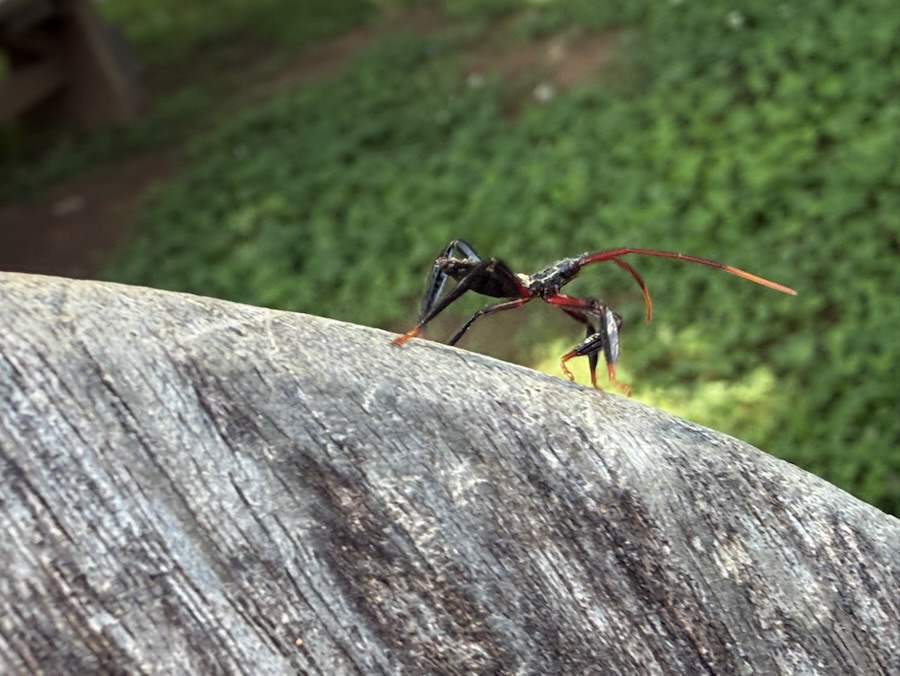 2025 Cell Pic Sunday/Monday Portrait: 15/16&nbsp;June