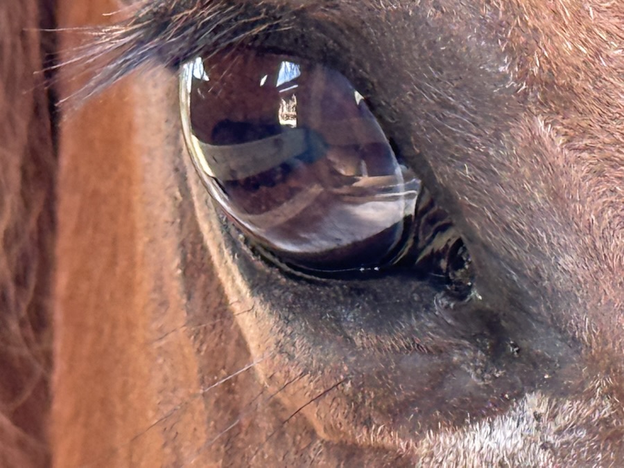 2025 Cell Pic Sunday: 13&nbsp;July