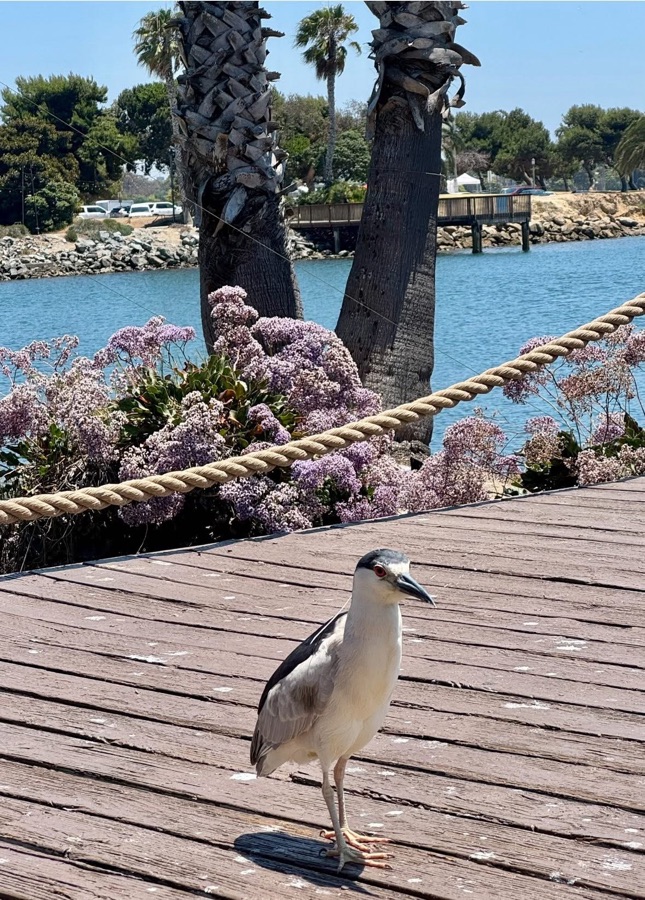 Birds of the Week #CXXIV&nbsp;—