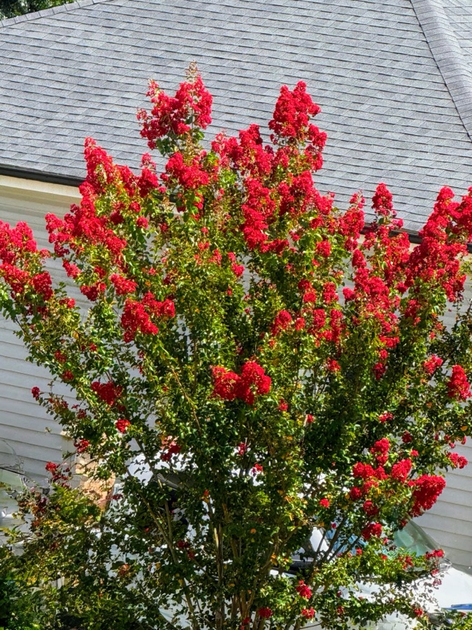 2025 Sunday Trees: 03&nbsp;August