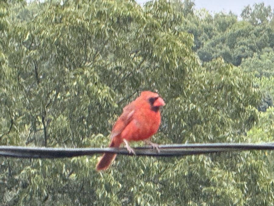 2025 Cell Pic Sunday: 03&nbsp;August