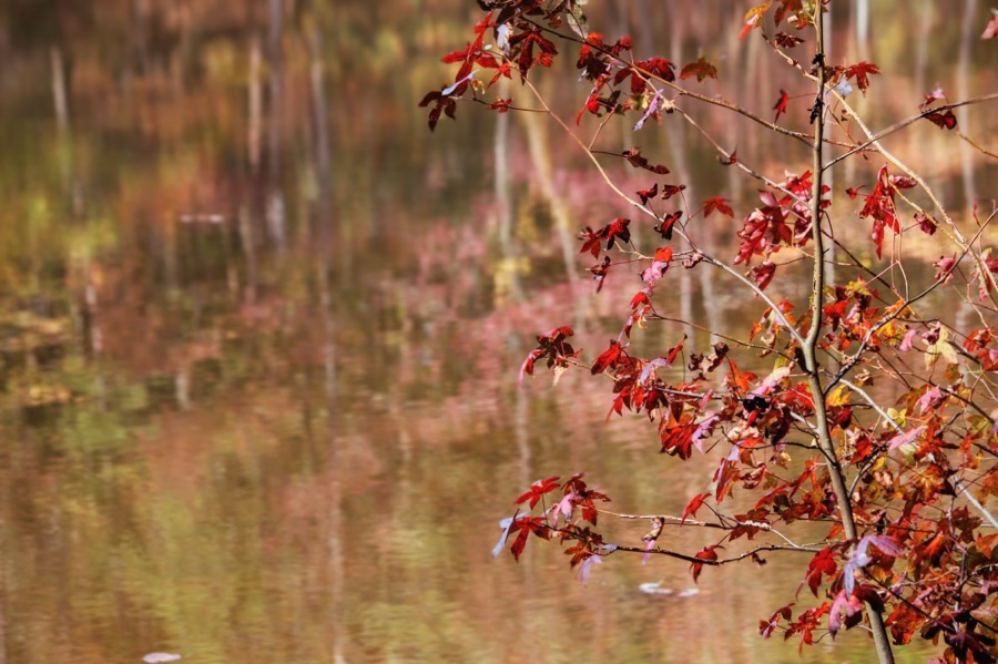 Looking Back to Autumn&nbsp;Leaves