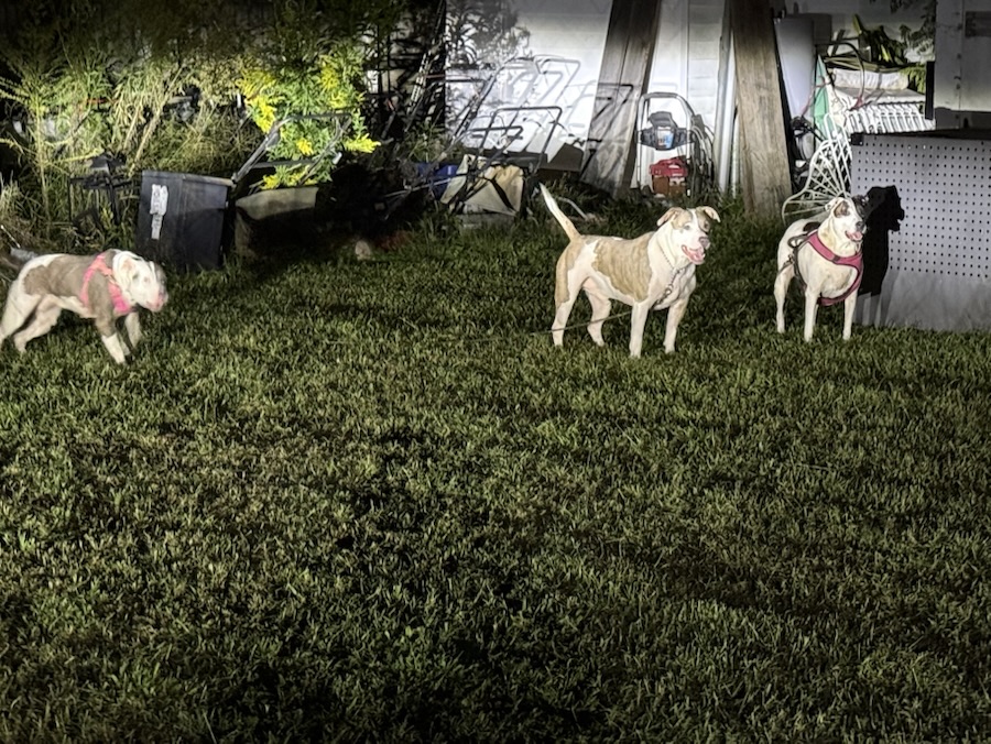 A Disturbing Evening