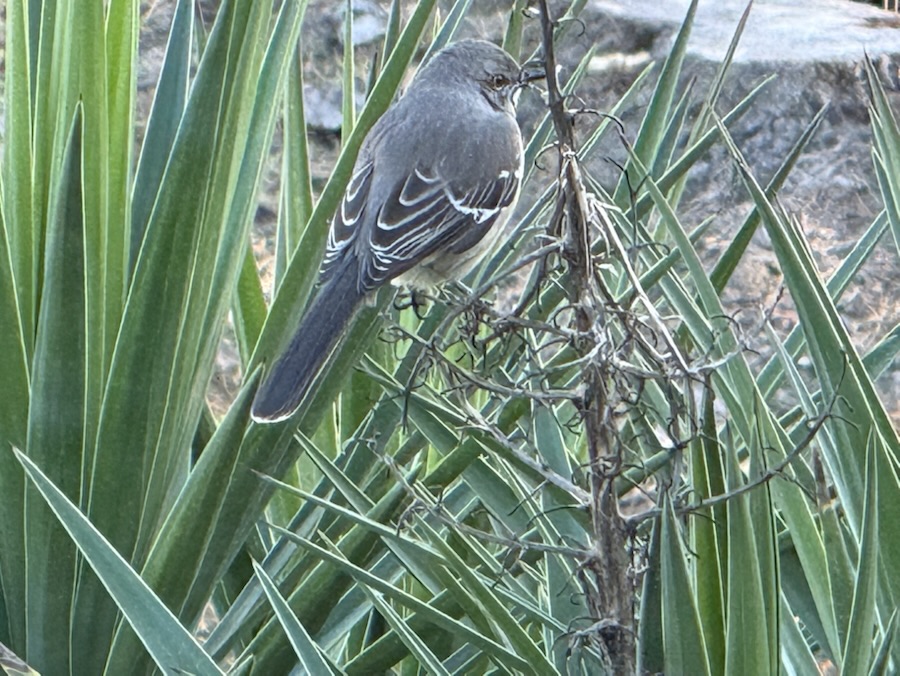 2025 Monday Portrait: 01&nbsp;December