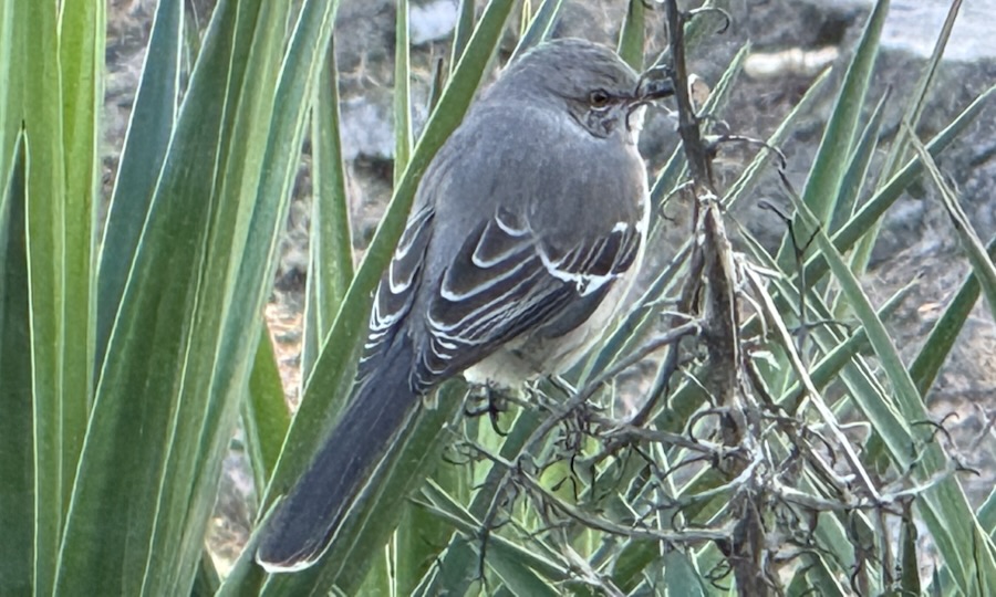 2025 LAPC #376 —&nbsp;Wings