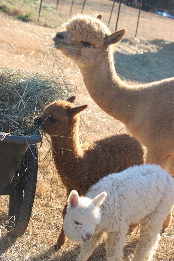 One White, One Brown, Baby&nbsp;Alpacas