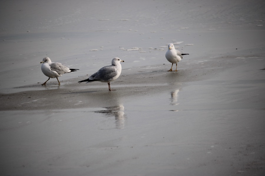 2026 Thursday Trios: 08&nbsp;January