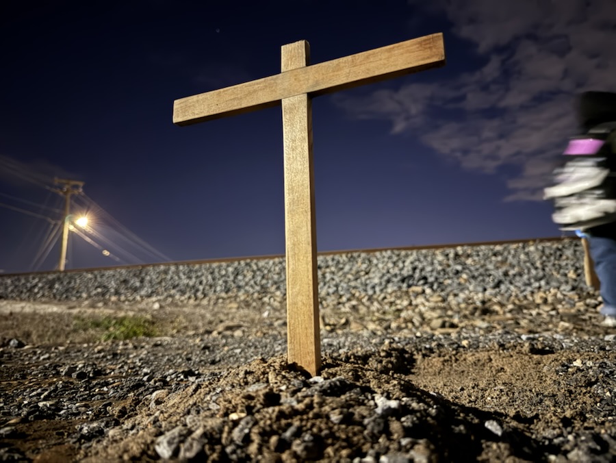 2026 Cell Pic Sunday: 25&nbsp;January